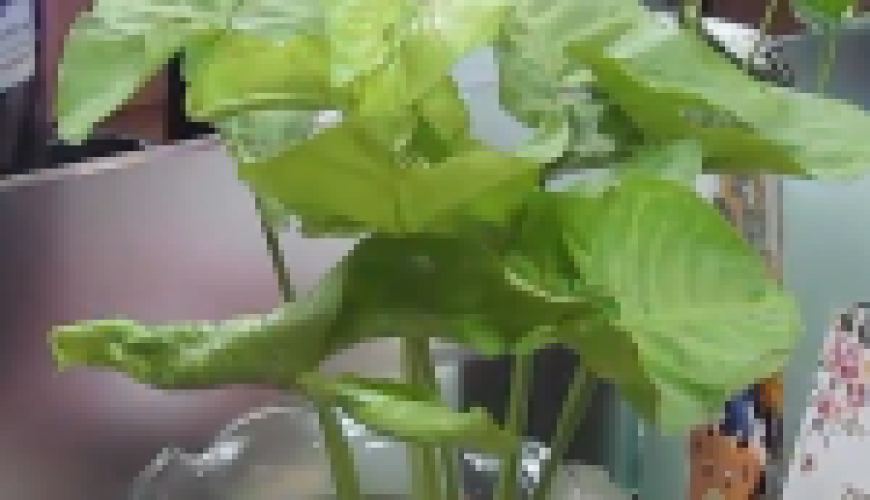 Giờ Trái đất 2015 – Nghĩ “xanh” hơn cho tương lai